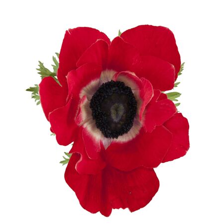 poppyの写真素材