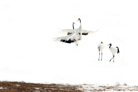 Japanese Crane Courtship Danceの写真素材