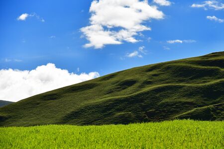 barley fieldの写真素材