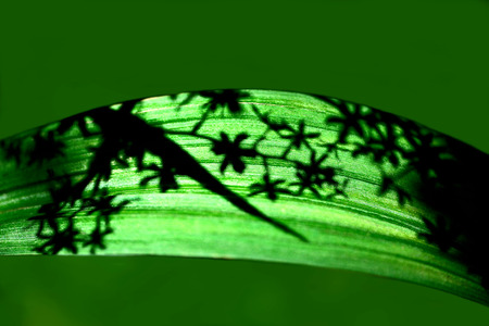 shadow leaf, flower shadow on the leafの写真素材