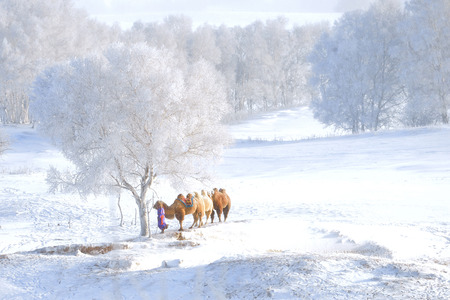 camel and frosty tree, camel and cowboy under the frosty tree, snowの写真素材