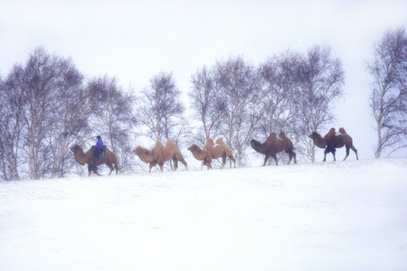 camel on the snow, camel and cowboy come down along the ridgeの写真素材