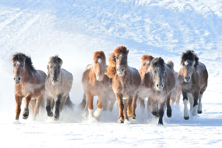 horse racing, horse race on the snow, chinaの写真素材