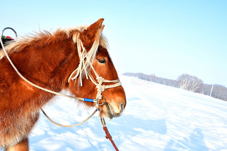 horse head, horse head on the snow, chinaの写真素材