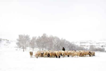 flock of sheep in the snow, sheep and frosty tree a winterの写真素材