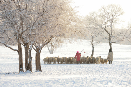 flock of sheep in the snow, cowboy watch a flock of sheep a winterの写真素材