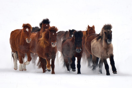 horse running, horse race on the snow, chinaの写真素材