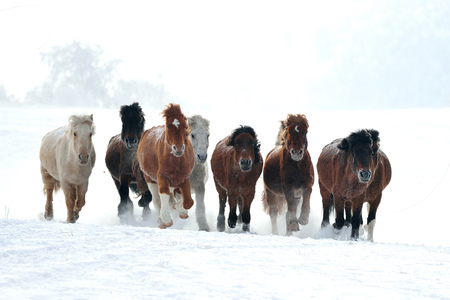 horse running, horse race on the snow, chinaの写真素材