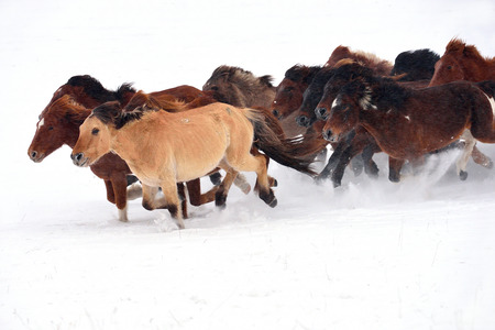 horse running, horse race on the snow, chinaの写真素材