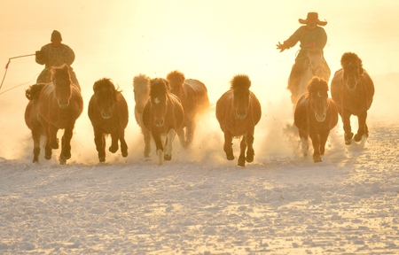 horse running, horse race on the snow, chinaの写真素材