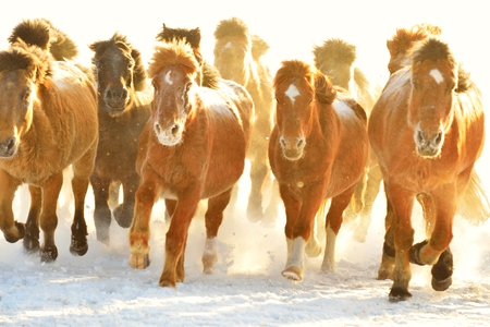 horse running, horse race on the snow, chinaの写真素材