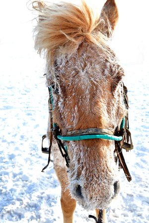 horse head, horse head on the snow, chinaの写真素材