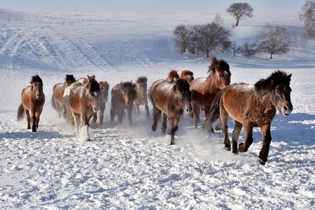 horse running, horse racing on the snow, chinaの写真素材