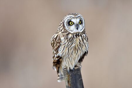 ow, too cute owl is on the postの写真素材