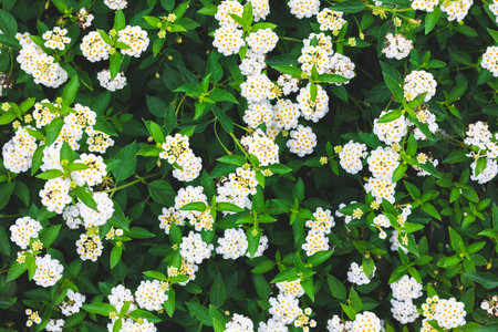 Beautiful many colorful of flowers. Nature background and texture.の写真素材