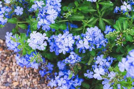 Beautiful many colorful of flowers. Nature background and texture.