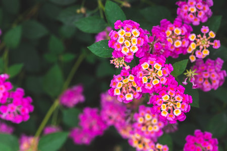 Beautiful many colorful of flowers. Nature background and texture.の写真素材