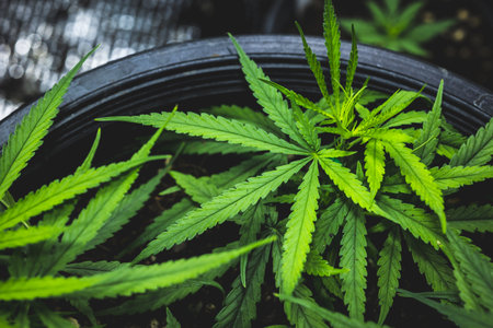 Marijuana plant  grow operation indoor. Cannabis cultivation in plots. Herbal alternative medicine,...