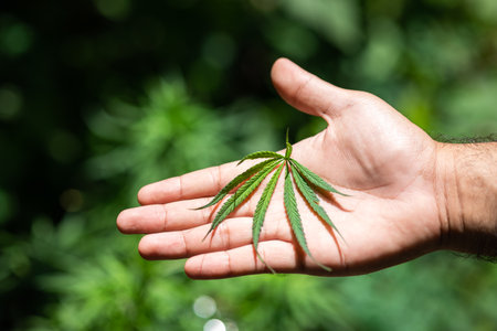 A leaf of marijuana medicine in the hand. Cannabis cultivation plots with sunlight.
Herbal alternative medicine, cbd oil concept.の写真素材