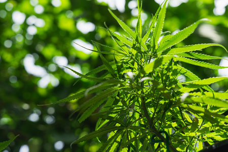 Closeup marijuana plant with sunlight. Cannabis cultivation plots. Herbal alternative medicine, cbd...