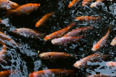 A lot of Fancy koi carp fishes swimming in the pond.の写真素材
