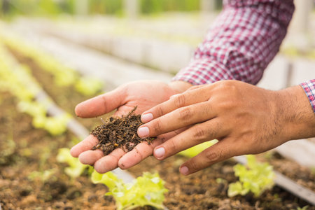 Agriculture cares to control production growth check soil quality and green oak vegetables at raised...