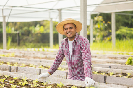 An Asian farmer stands in front of a vegetable garden with fresh vegetables green oak plot. Agriculture until the vegetable harvesting season in the greenhouseの写真素材