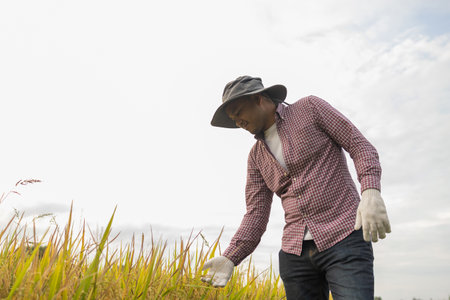 Male hand tenderly touching a young rice in the paddy field with sunset background.