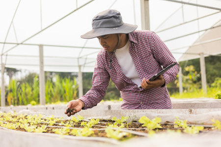 Agriculture uses production control tablets to monitor soil quality and green oak vegetables at...