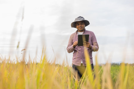 Smart farmer using a technology for studying and development agriculture paddy field. The farmer...