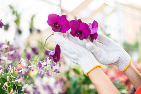 Happy gardener woman in gloves plants flowers in greenhouse using tablet check growth quality of Plant. Florists woman working gardening in the backyard. Flower care harvesting.の写真素材