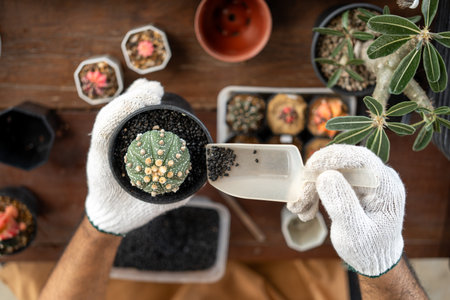 Cactus care harvesting. Farmer Cactus man working in the greenhouse backyard. Happy gardener man in gloves and apron in greenhouse checking of defect. Planting in pot with dirt or soil.の写真素材
