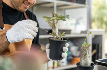 Cactus care harvesting. Farmer Cactus man working in the greenhouse backyard. Happy gardener man in gloves and apron in greenhouse checking of defect. Planting in pot with dirt or soil.の写真素材