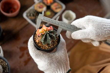 Cactus care harvesting. Farmer Cactus man working in the greenhouse backyard. Happy gardener man in gloves and apron in greenhouse checking of defect. Planting in pot with dirt or soil.の写真素材