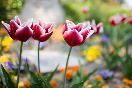 Just some red tulips with white borders. Blurred in background other flowers.の写真素材