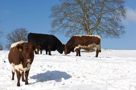 Cows on snowy field in countryside, winter scene.の写真素材