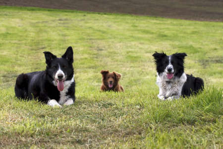 3 border collie dogs sit in open field