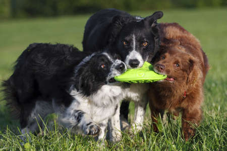 3 border collie dogs play with toy frizbee in open field.の写真素材
