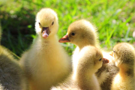 Group of goose chicks huddled together in the afternoon sun.