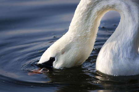 Mute Swan searching for food