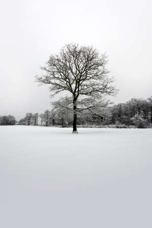 Lone tree separated from forestの写真素材