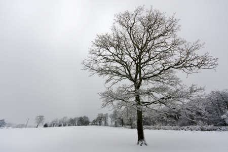 Lone tree set against forest backgroundの写真素材