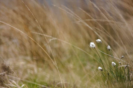 Long brown grass blowing in the windの写真素材