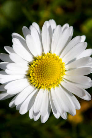 Single daisyの写真素材