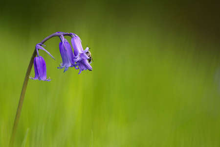 Insect lands on a bluebell flower