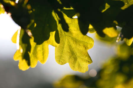 Autumn oak leafの写真素材