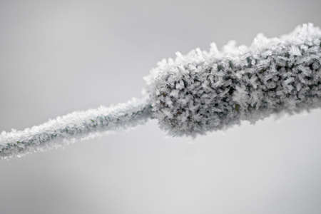 Frozen heather budの写真素材