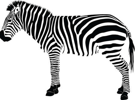 zebraのイラスト素材