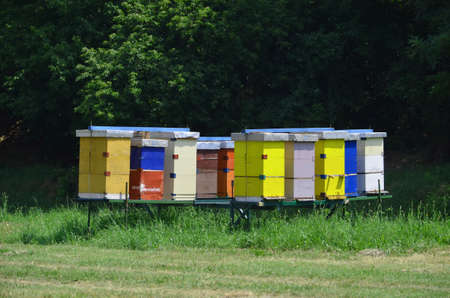 Beehivesの写真素材