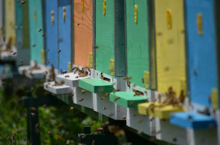Beehives